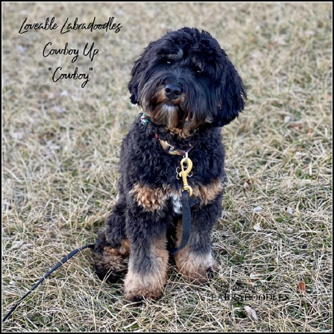 Loveable Labradoodles Cowboy Up