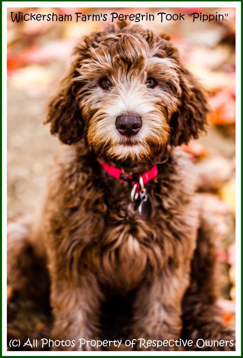 Australian Labradoodle Puppies