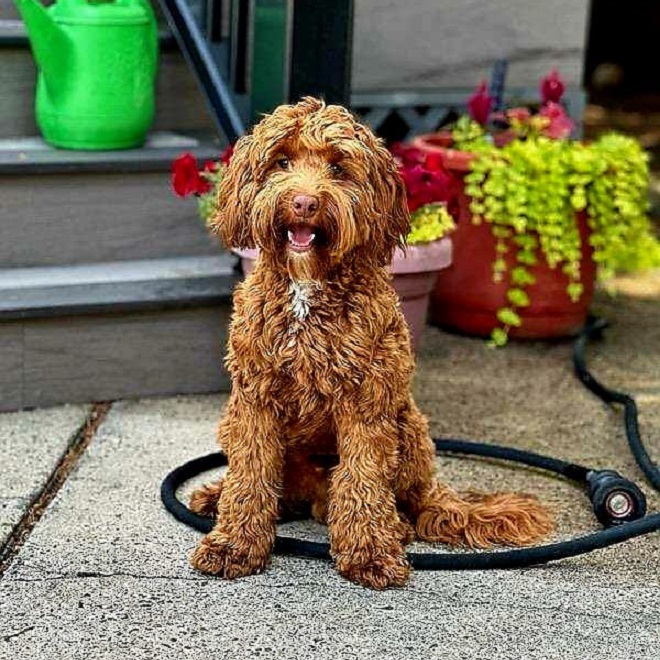 Wickersham Farm's Benji