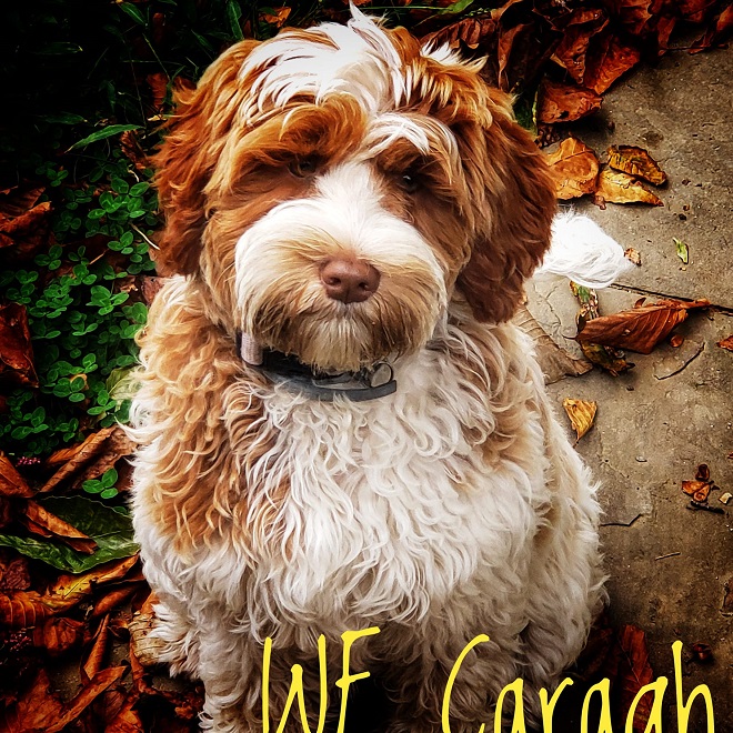 Wickersham Farm's Caragh