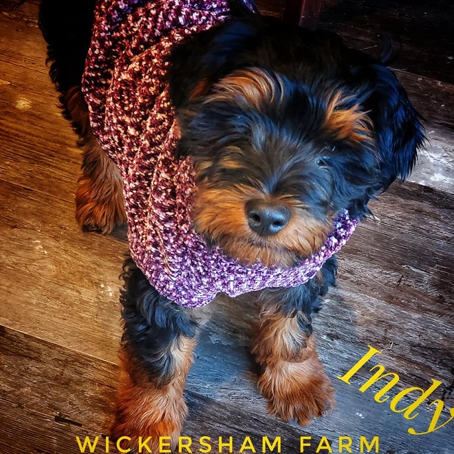 Wickersham Farm's Indy
