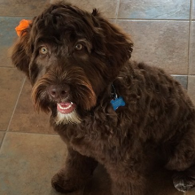 40 Best Pictures Chocolate Labradoodle Puppies For Sale In Pa : Riverhouse Doodles Doodles Dogs Puppies