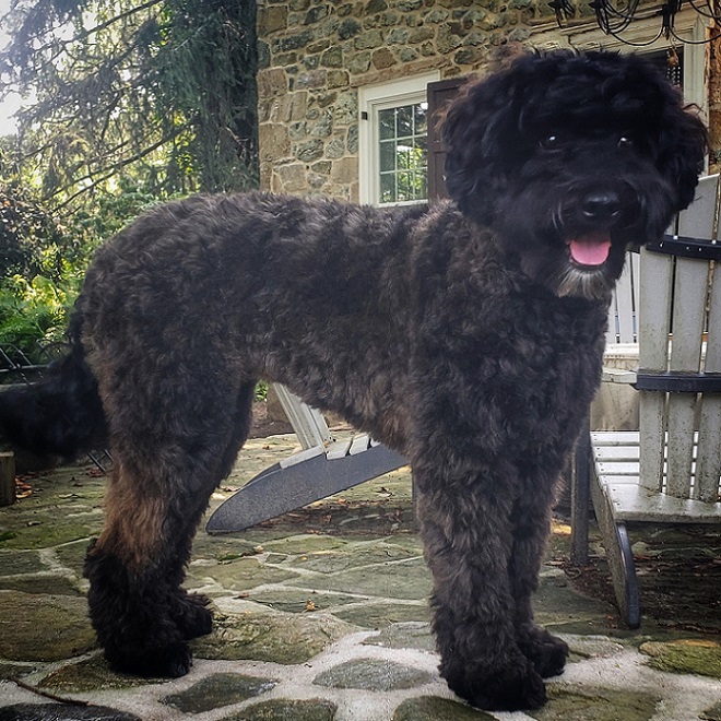 Wickersham Farm's Tuddy<br/>Maya